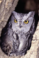 Western Screech Owl in hollow Cottonwood tree Wall Mural