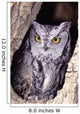 Western Screech Owl in hollow Cottonwood tree Wall Mural