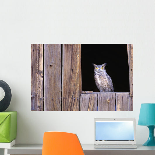 Great Horned Owl in barn window Wall Mural