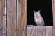 Great Horned Owl in barn window Wall Mural