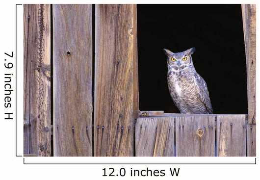 Great Horned Owl in barn window Wall Mural