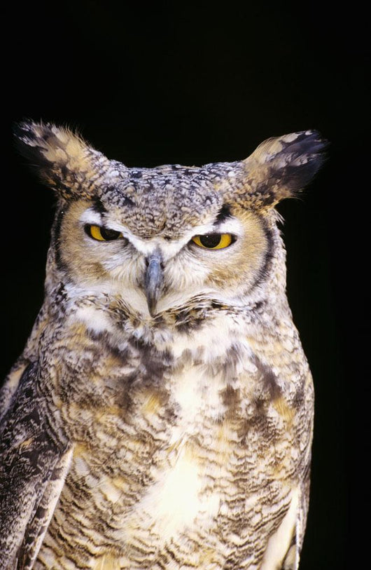 Great Horned Owl Portrait Wall Mural