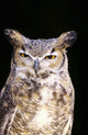 Great Horned Owl Portrait Wall Mural