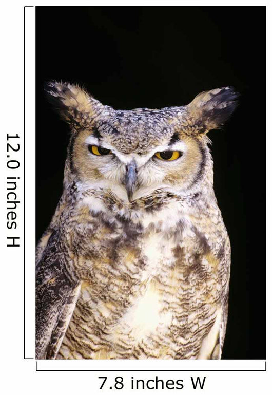 Great Horned Owl Portrait Wall Mural