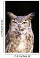 Great Horned Owl Portrait Wall Mural