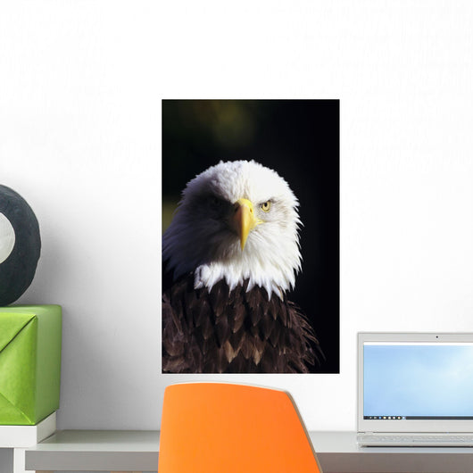 Alaska, Tongass National Forest, Closeup Of Bald Eagle Wall Mural