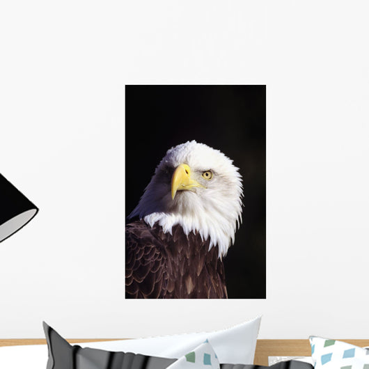 Alaska, Tongass National Forest, Closeup Of Bald Eagle Wall Mural