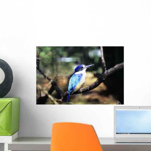 Australia, Kingfisher Wall Mural