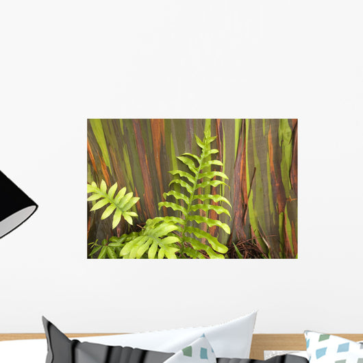 Hawaii, Maui, Hana, Fern And Rainbow Eucalyptus Tree Wall Mural
