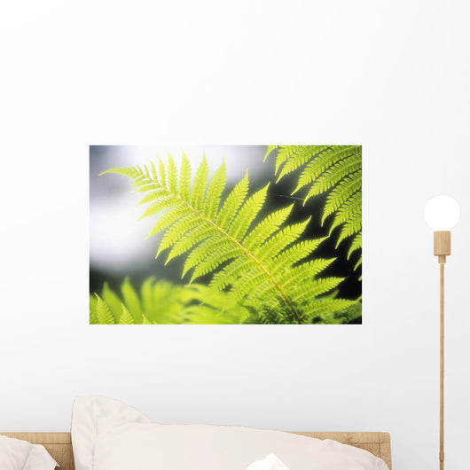 Hawaii, Backlit Tree Ferns With Blurry Background Wall Mural