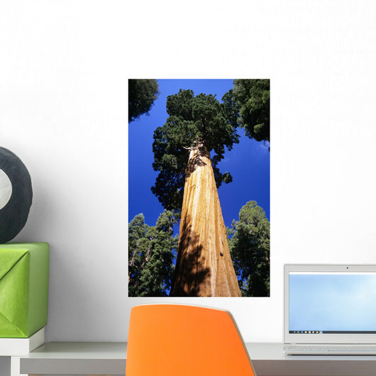 USA, Low angle view of tall trees at Sequoia National Park Wall Mural