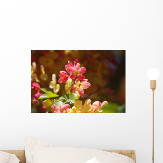 Hawaii, Maui, Close-Up Of Blossoms Of A Shower Tree Wall Mural
