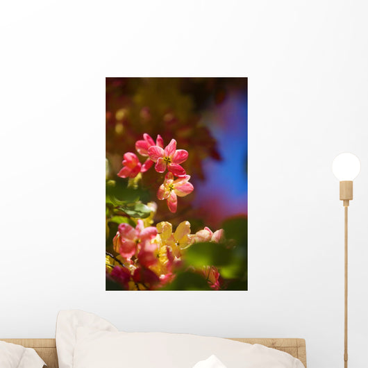 Hawaii, Maui, Close-Up Of Blossoms Of A Shower Tree Wall Mural