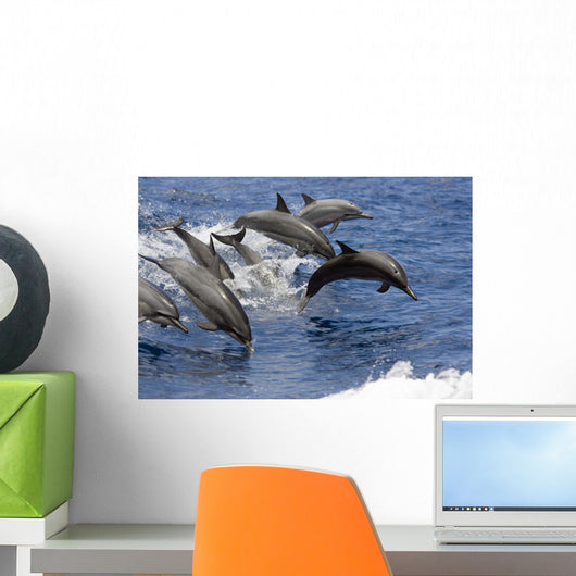 Hawaii, Seven Spinner Dolphin Leap Into The Air At The Same Time Wall Mural