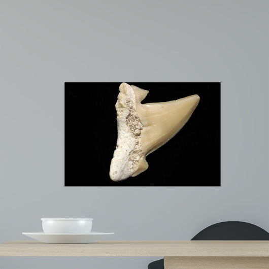 Fossil Shark Tooth Wall Mural