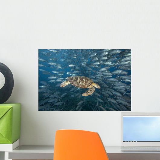 Malaysia, Green Sea Turtle with school of fish Wall Mural