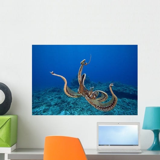 USA, tentacles outstretched over reef Wall Mural