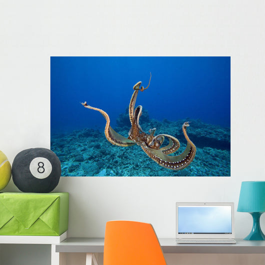 USA, tentacles outstretched over reef Wall Mural