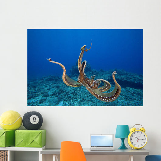 USA, tentacles outstretched over reef Wall Mural