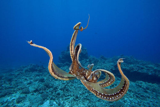 USA, tentacles outstretched over reef Wall Mural