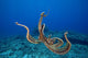 USA, tentacles outstretched over reef Wall Mural