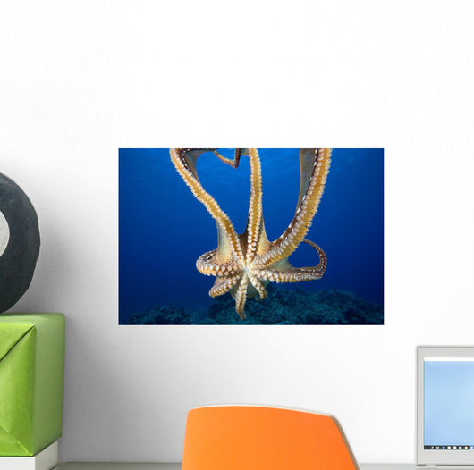 USA, Day Octopus Wall Mural
