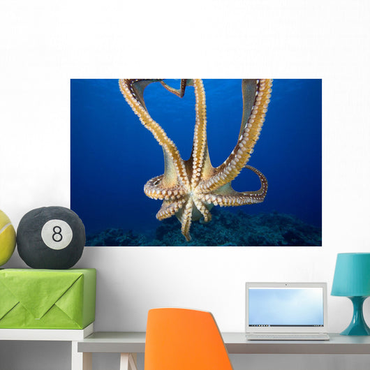 USA, Day Octopus Wall Mural