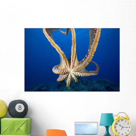 USA, Day Octopus Wall Mural