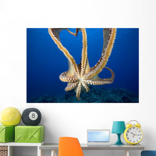 USA, Day Octopus Wall Mural