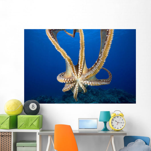 USA, Day Octopus Wall Mural