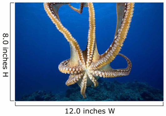 USA, Day Octopus Wall Mural