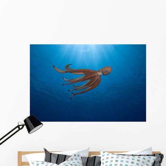 USA, Day Octopus swimming Wall Mural