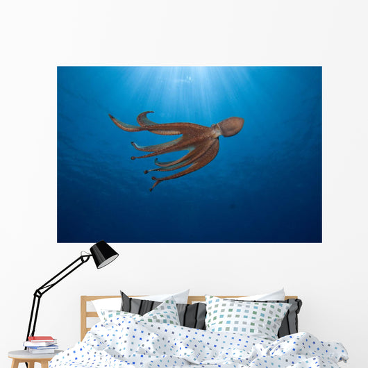USA, Day Octopus swimming Wall Mural