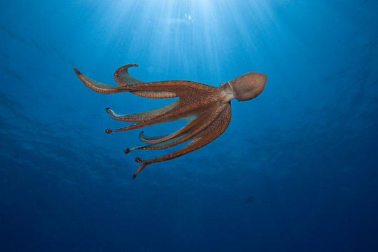 USA, Day Octopus swimming Wall Mural