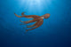 USA, Day Octopus swimming Wall Mural