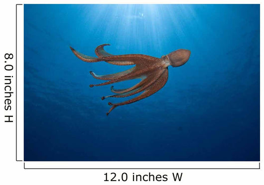 USA, Day Octopus swimming Wall Mural