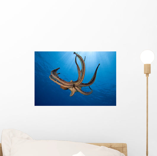 USA, Day Octopus Wall Mural
