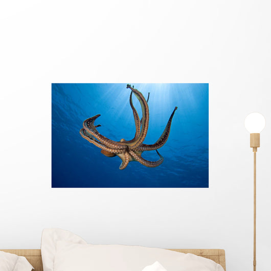 USA, Day Octopus Wall Mural