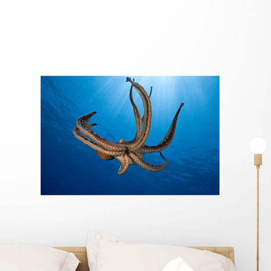 USA, Day Octopus Wall Mural