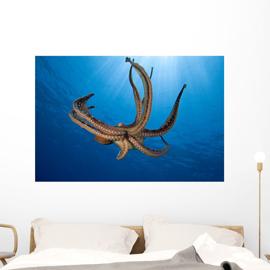 USA, Day Octopus Wall Mural