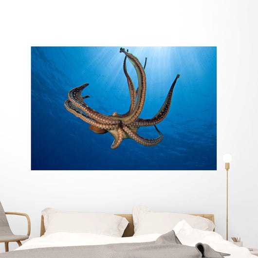USA, Day Octopus Wall Mural