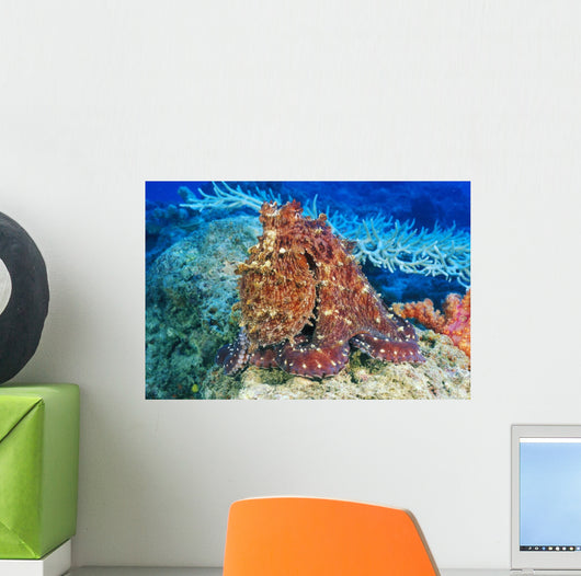 Day Octopus on coral Wall Mural