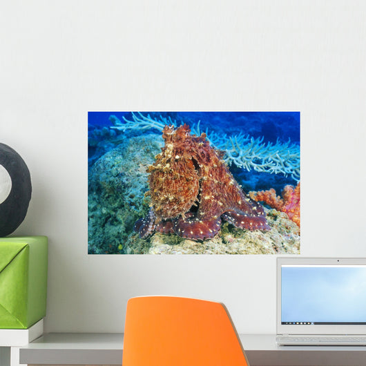 Day Octopus on coral Wall Mural