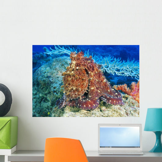 Day Octopus on coral Wall Mural