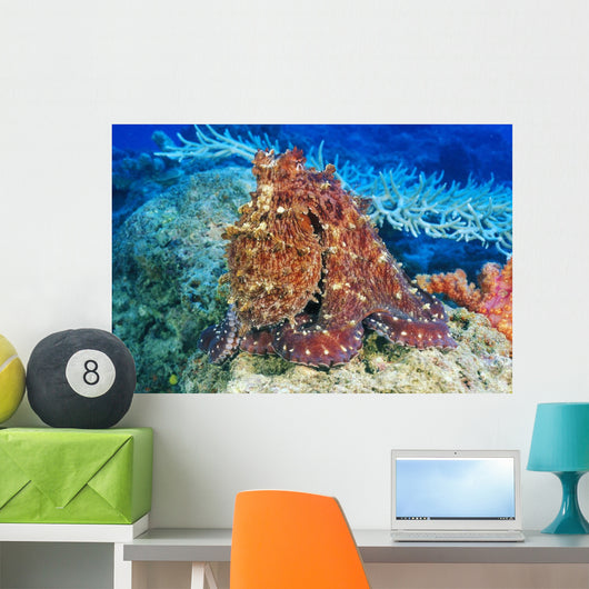 Day Octopus on coral Wall Mural