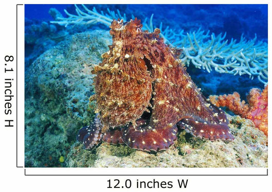 Day Octopus on coral Wall Mural