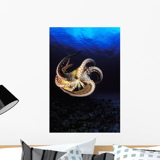 USA, Day Octopus swimming in Ocean Wall Mural