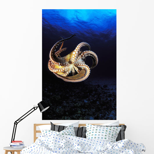 USA, Day Octopus swimming in Ocean Wall Mural