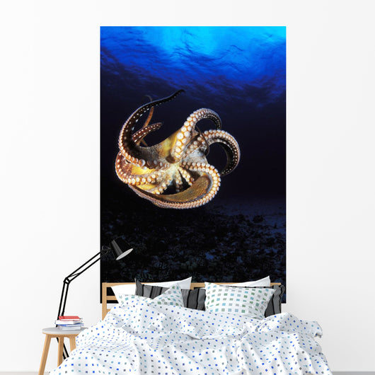 USA, Day Octopus swimming in Ocean Wall Mural