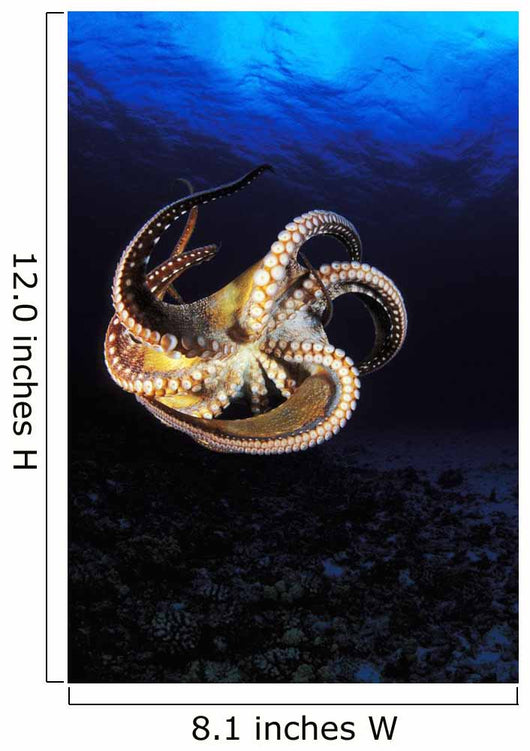 USA, Day Octopus swimming in Ocean Wall Mural